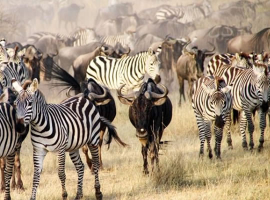 5-day-serengeti-migration-safari