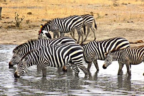 6-day-serengeti-migration-safari